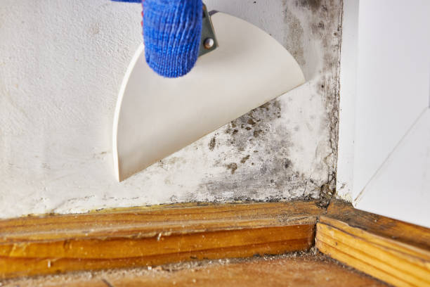 Best Post-Remediation Verification Testing  in Peshtigo, WI